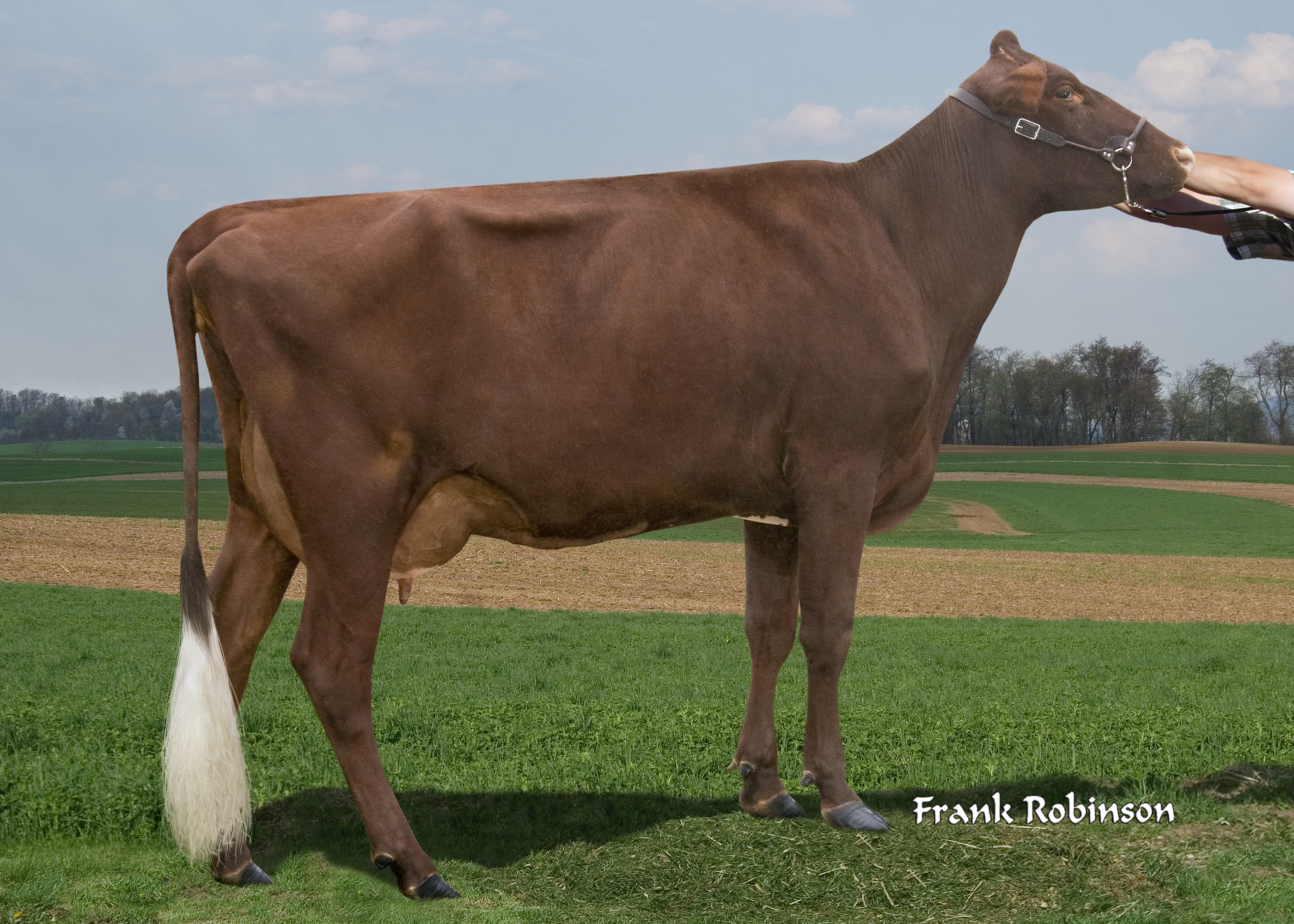 Headacher Logic Doris VG-88