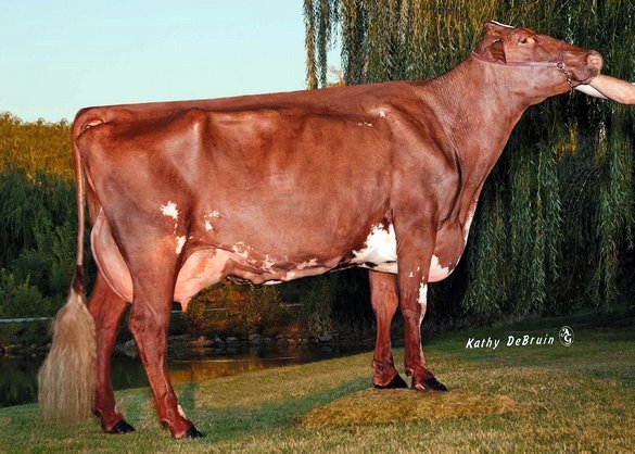 Lands-Brook Christina-EXP EX-96