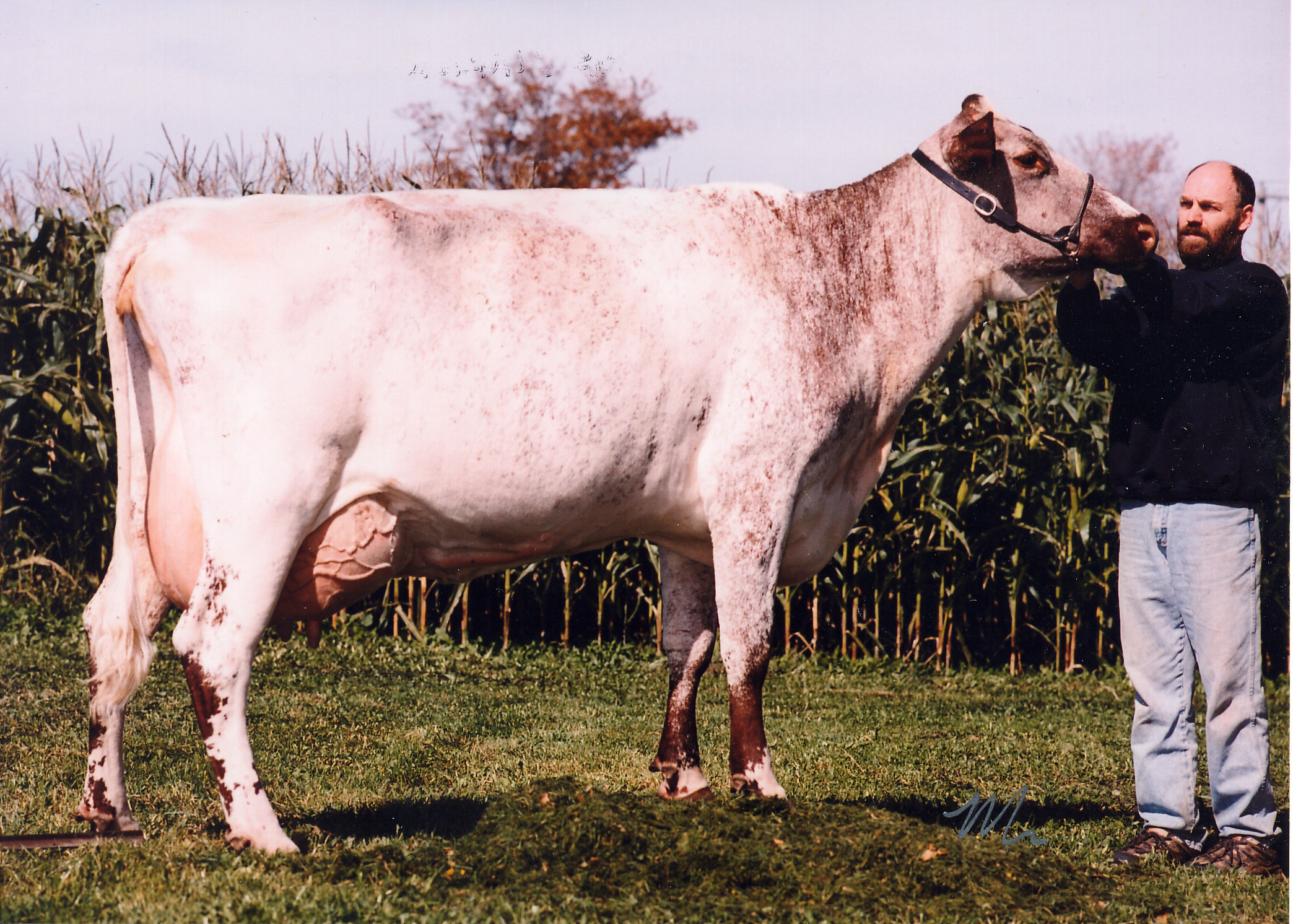Same family: Maple Inn Lady Nancy EX-93