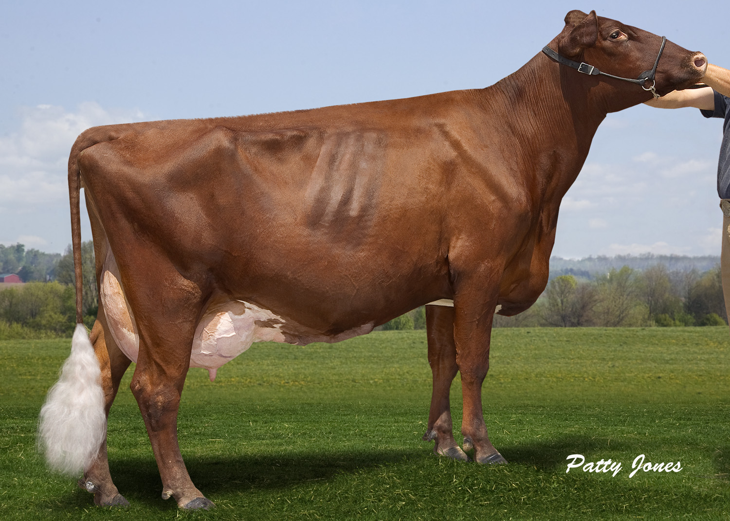 Prinsville Logic Starshine VG-89