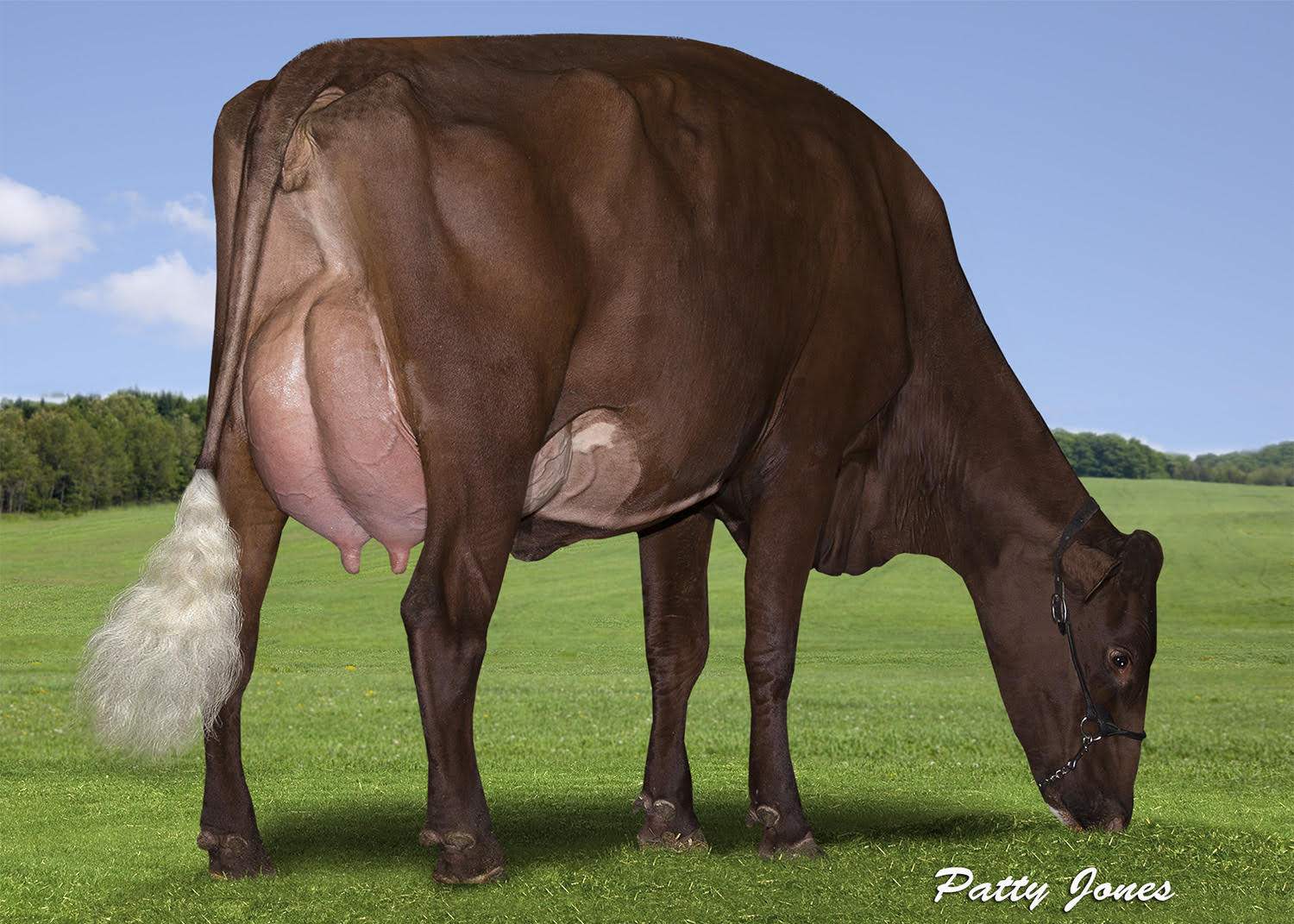 Dam: Prinsville Pingerly Star VG-87
