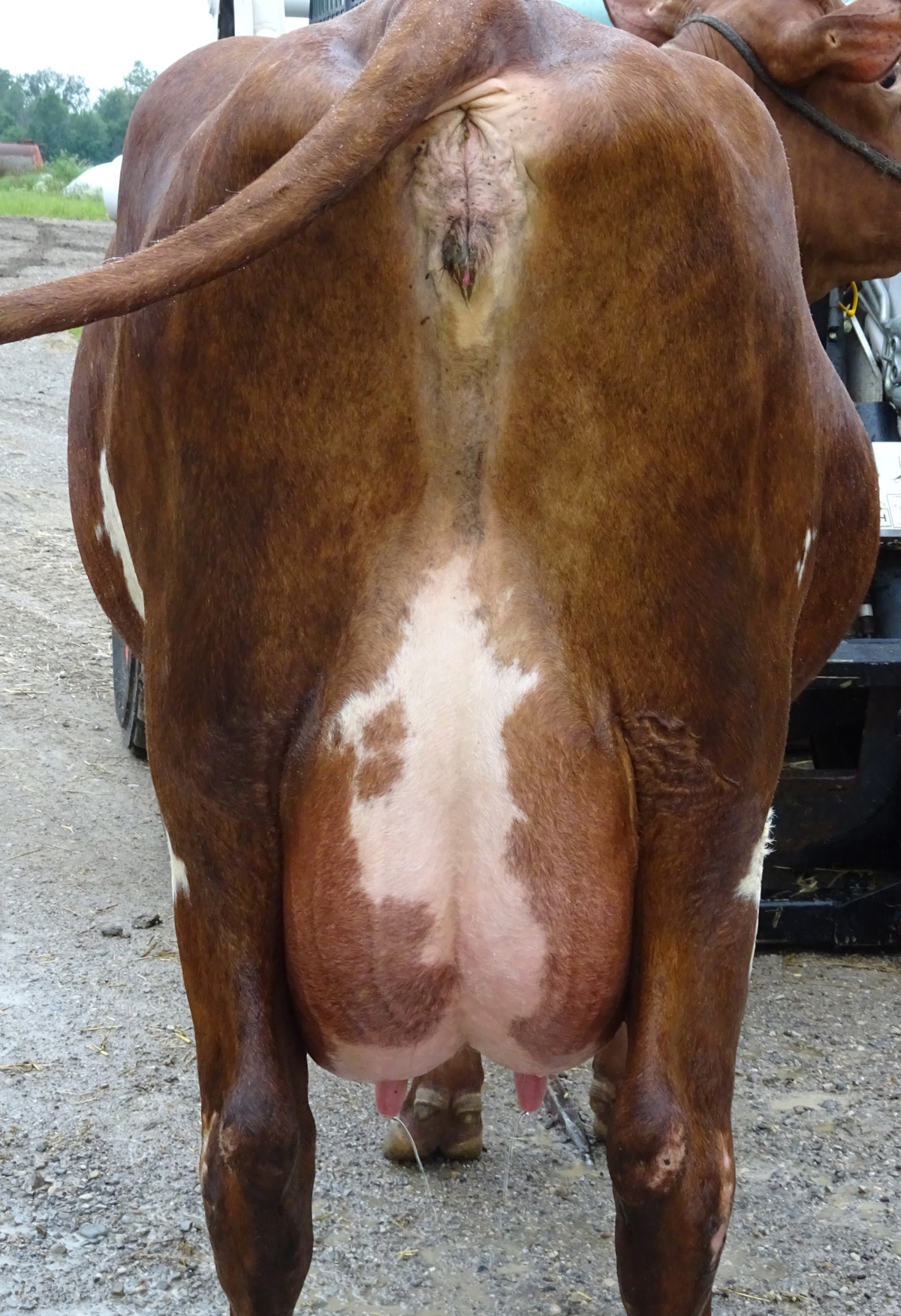 Dam of Charlee