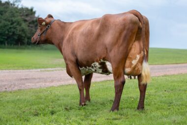 2026 Virtual Show Grand Champion